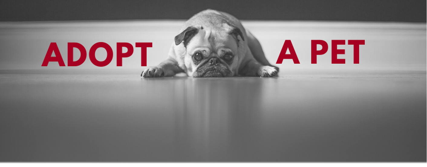adopt